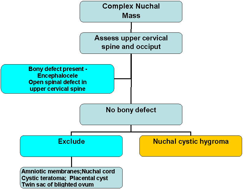 Organization Chart